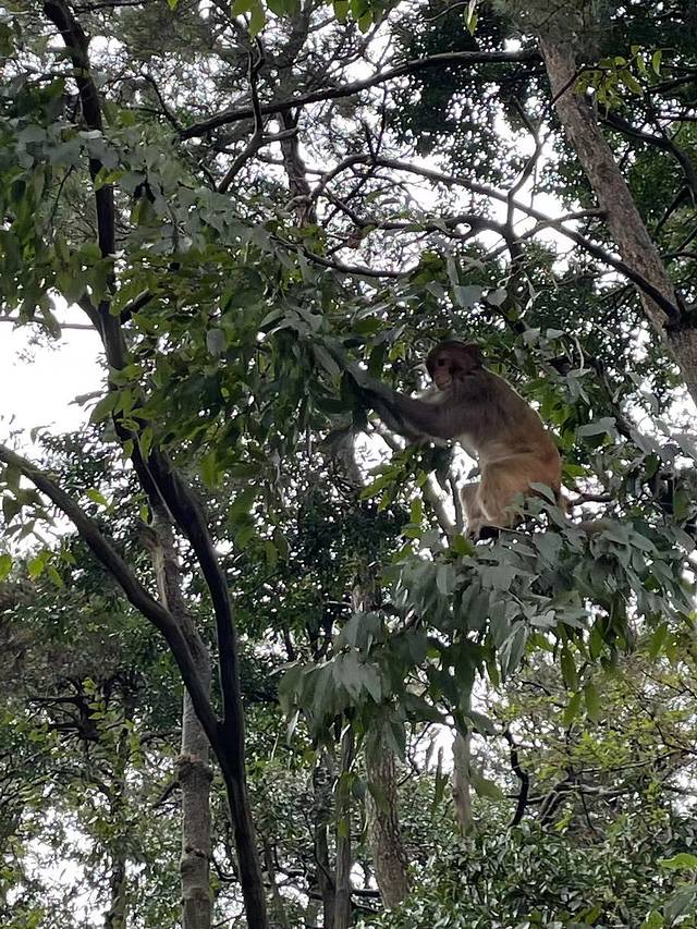 野生猕猴观赏园