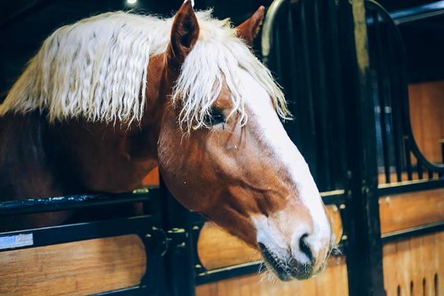 新疆野马古生态园