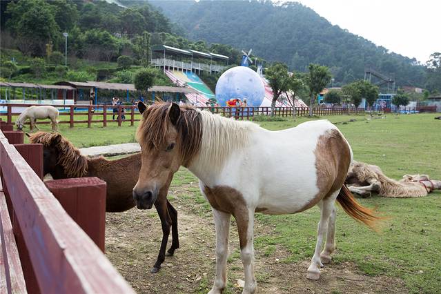 广东大虫生态动物乐园