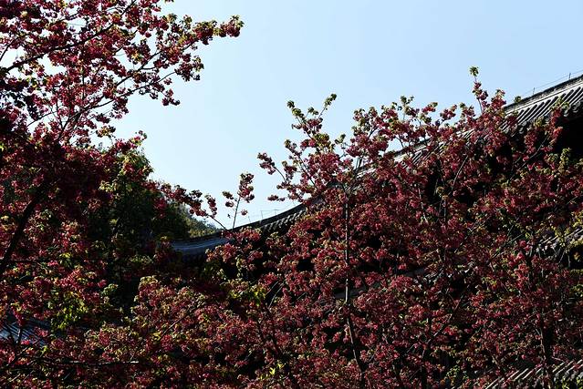 西昌地震碑林博物馆