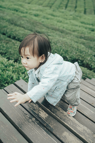 "位于北纬30度的伍家台村，是我在国内见过最美的茶园了，泡出的茶清香、回甘，饮后可清心定神_施南茶堂·伍家台贡茶(金桂大道店)"的评论图片