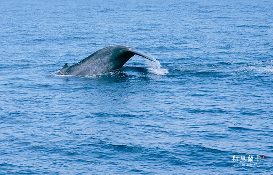 美蕊沙出海观鲸旅游景点图片