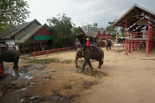 芭提雅大象园旅游景点图片