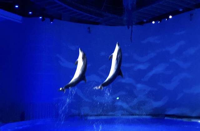 《海豚奇缘》演出