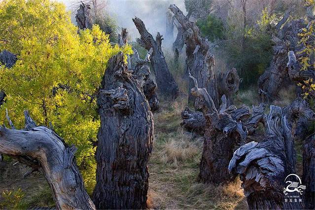 新疆野马古生态园