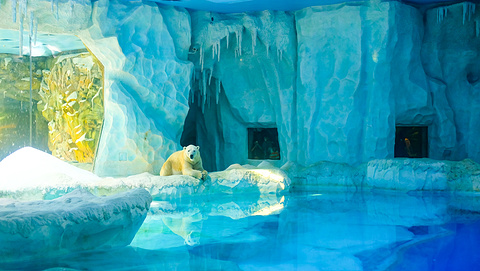 北极熊馆的图片