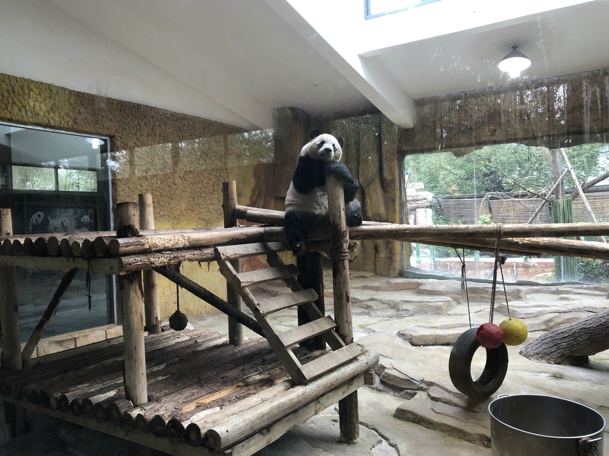 淹城野生動物園內的熊貓館我是非常喜歡的去的時候正好看到一種熊貓趴