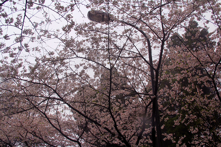 "国立武汉大学早已闻名于全国，尤其在樱花季到来时，武大更是被无数慕名前来的游客挤满_武汉大学"的评论图片