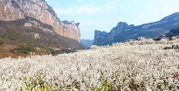 乡游黔中 · 织金县 麻窝社区丨樱花如约盛开，开启春日赏樱之旅