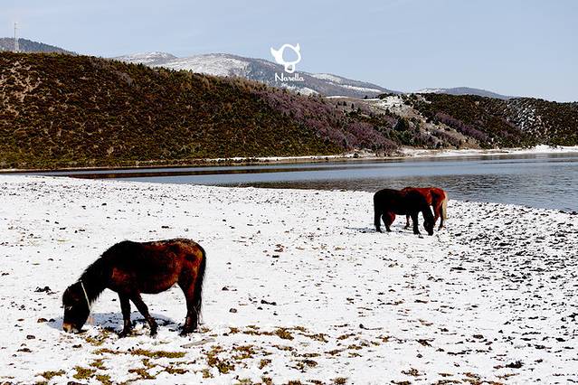 普达措杜鹃花海