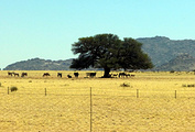 纳米比亚旅游景点攻略图片