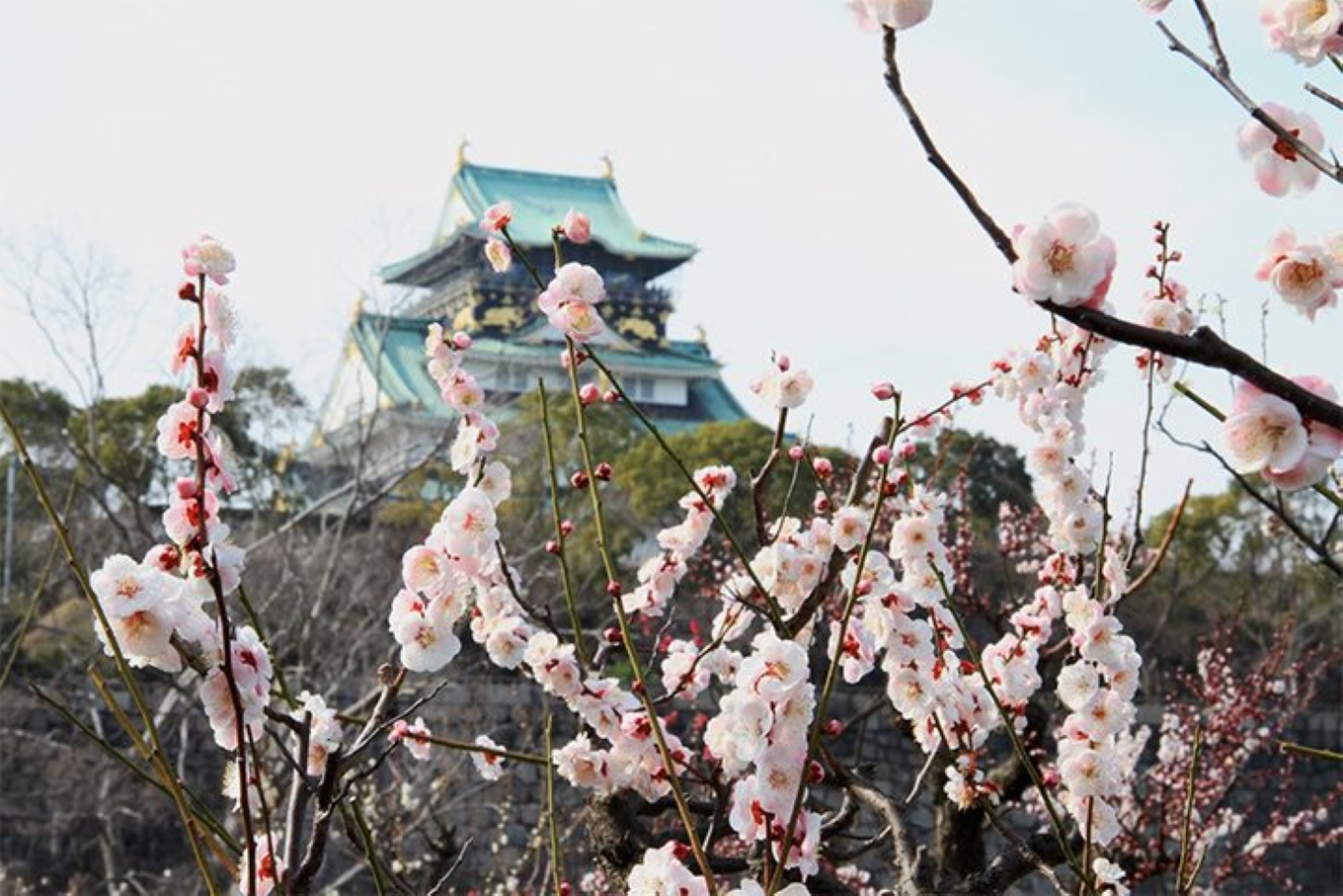 梅花开了，春天的脚步也近了…… 来大阪城梅林感受春天的到来