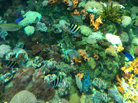 珊瑚水母馆旅游景点图片