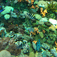 珊瑚水母馆