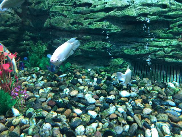 鹏新嘉定海洋世界