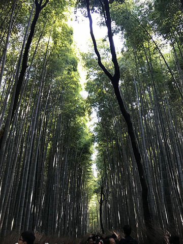 "岚山的范围其实很大，路牌上面的天龙寺和常寂光寺，景色都非常美，然而我们跟团的行程里不去。景区介绍_岚山嵯峨野观光小火车"的评论图片