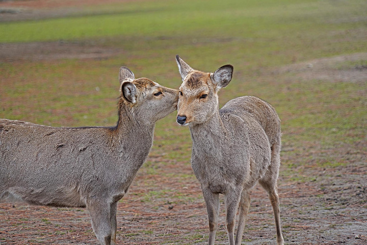 "大家都知道来奈良就是为了来奈良公园喂小鹿的。天气不是很好，奈良比大阪还冷，冻得我要戴手套_奈良公园"的评论图片