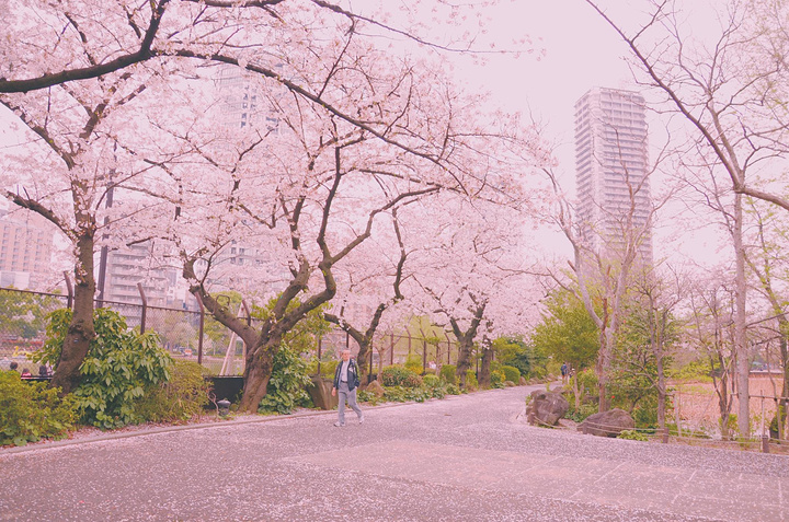 "这么一看❤️上野太好玩了吧！以往的赏樱都是公园，樱花动物园也是不错的选择哦~人很少！❤好有爱❤_上野动物园"的评论图片