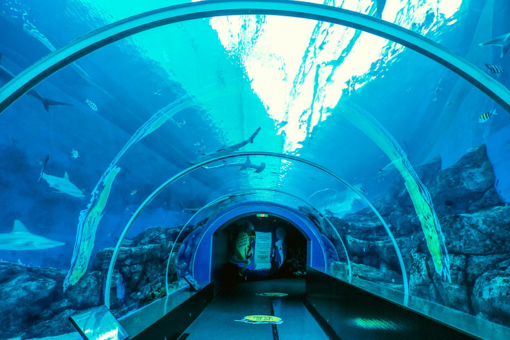 "如果你真的是超级热爱水下世界，不妨在这体验一把水肺潜水，亲身接触海洋，探索海底世界~❤️体验水肺潜水_S.E.A.海洋馆"的评论图片