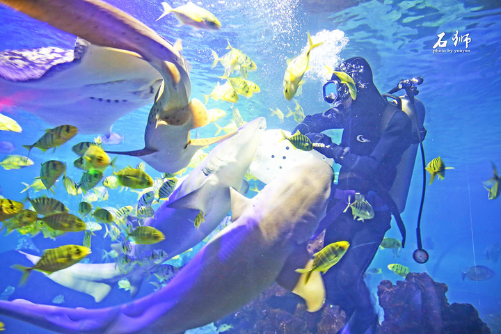 "海洋馆里潜水还是第一次，一下子就能观察到这么多鱼类真的无比兴奋。超赞！就是给小朋友与神奇的动物互动的_泉州石狮·海洋世界"的评论图片