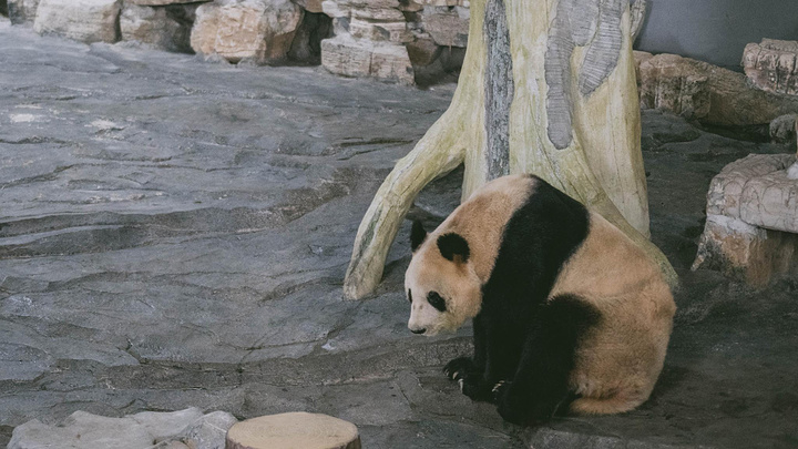 "满山的竹林 作为观赏 也作为熊猫的“伙食”需求在下渚湖游客中心前面1km位置就是下渚湖熊猫园_下渚湖熊猫园"的评论图片