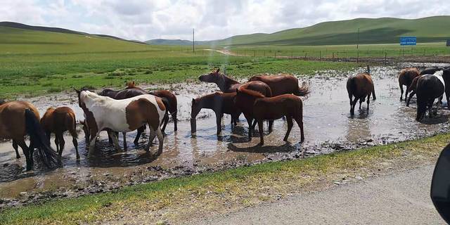 西乌珠穆沁大草原