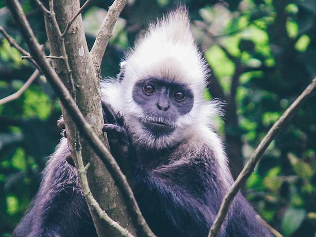 白头叶猴生态旅游区