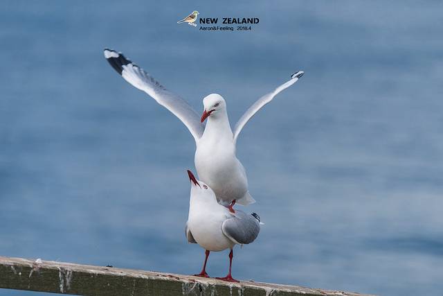 普卡基湖游客中心