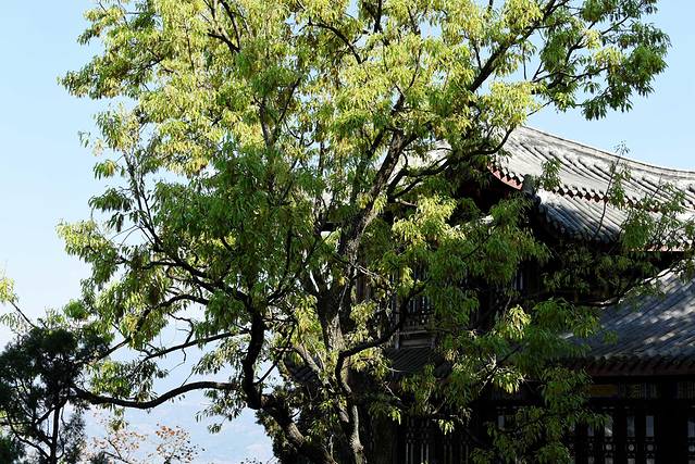 西昌地震碑林博物馆