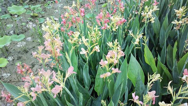 世界荷花博览园