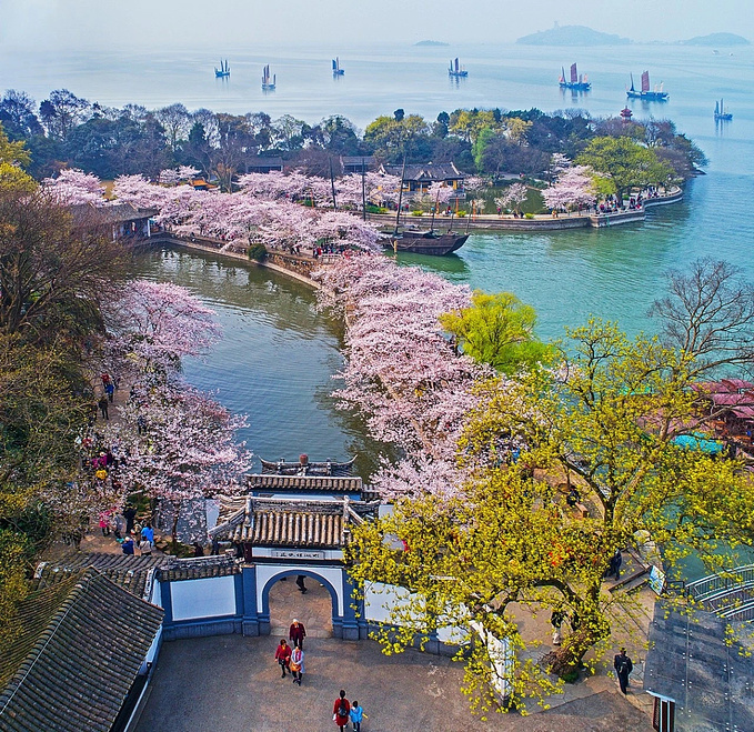晨赏樱花自2021年3月20日至2021年4月5日止,无锡市太湖鼋头渚风景区