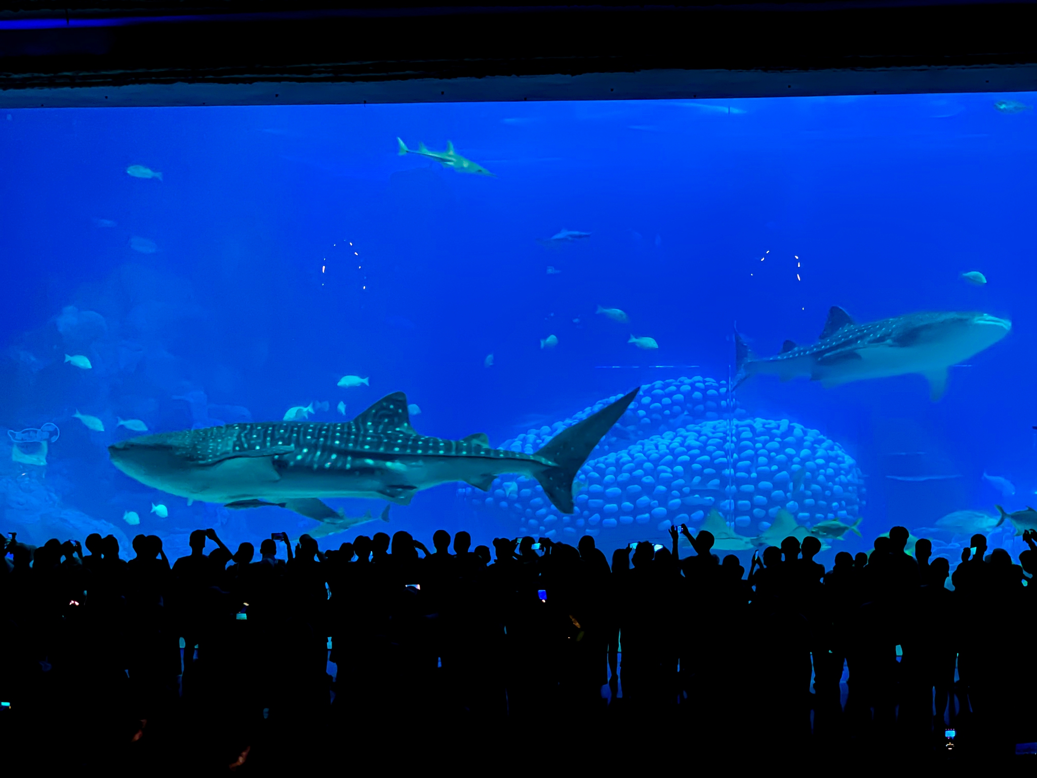 2024鲸鲨馆游玩攻略,高8.3米、长39.6米的玻璃观赏...【去哪儿攻略】