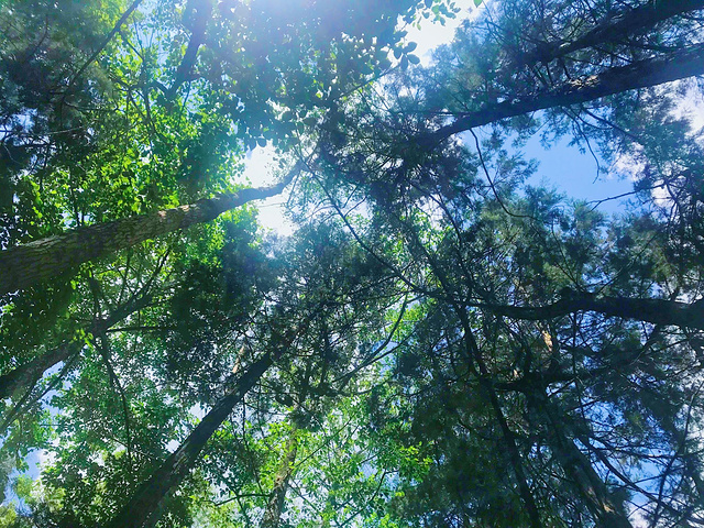 "苍山十九峰，巍峨雄壮，与秀丽的洱海风光形成强烈对比。苍山上还有一种让人惊叹的景色_苍山"的评论图片