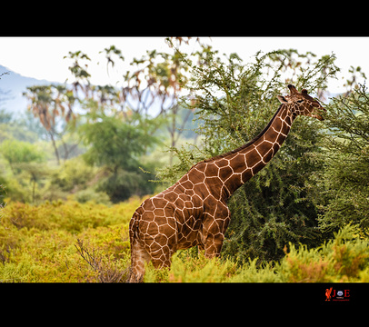 桑布鲁自然保护区旅游景点攻略图
