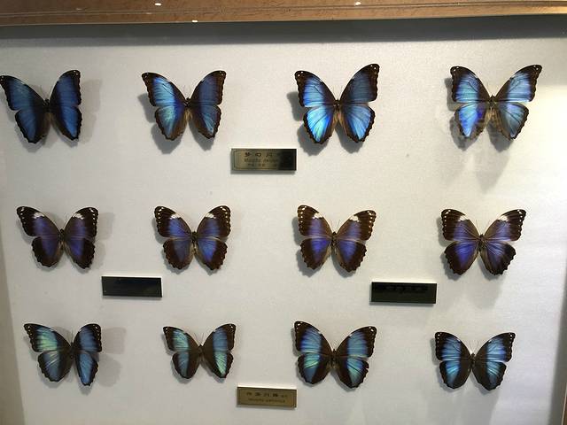 上海昆虫博物馆