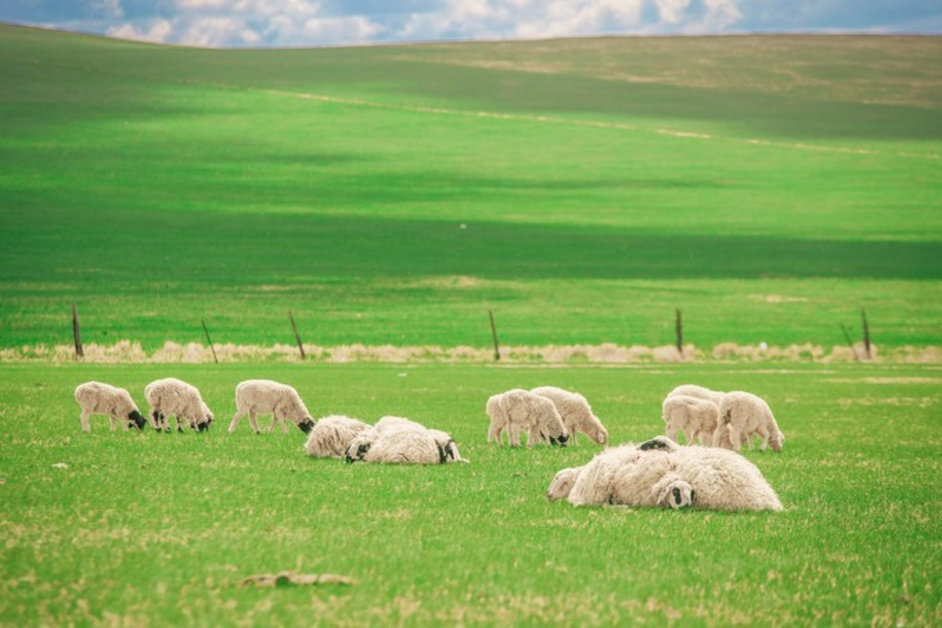 草原的羊,风景,卡通_大山谷图库