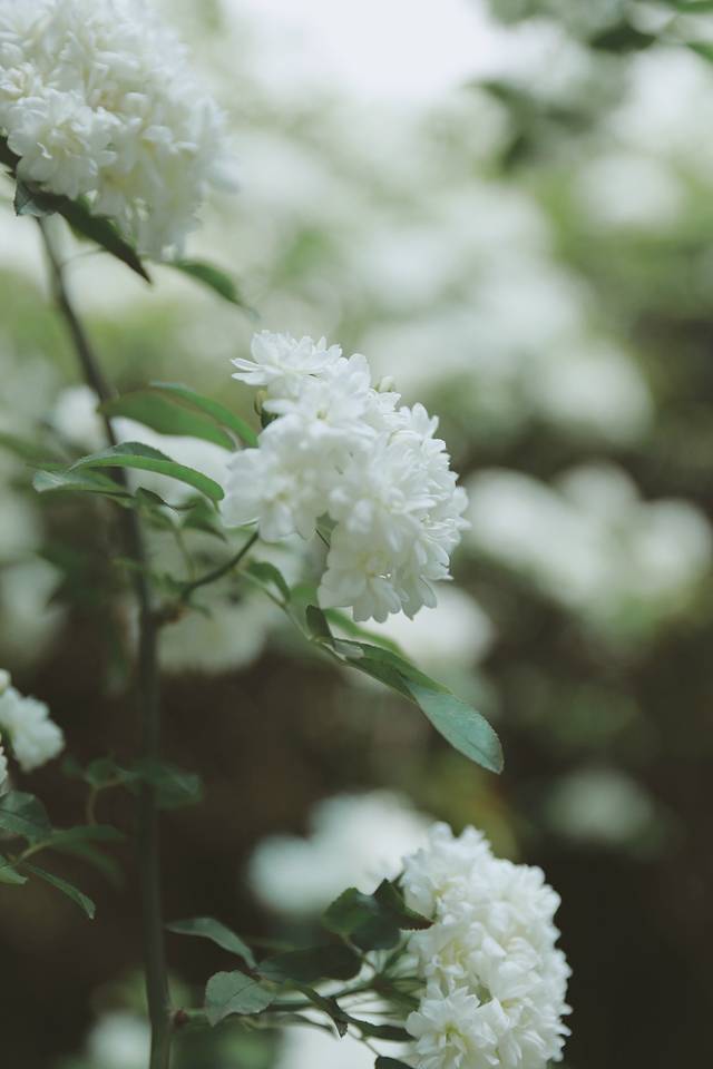 四川大学(望江校区)