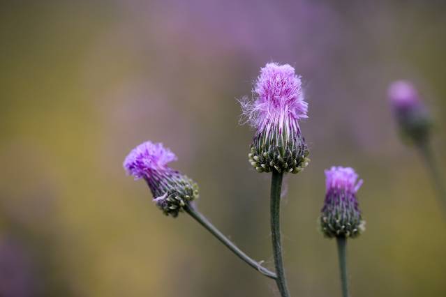 蓟州车神架风景区