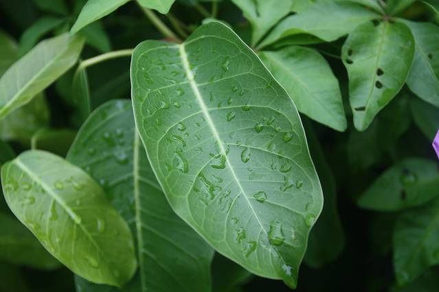 南丫島漁民文化村