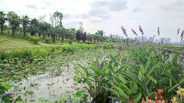 世界荷花博览园