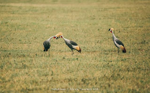 恩戈罗恩戈罗保护区