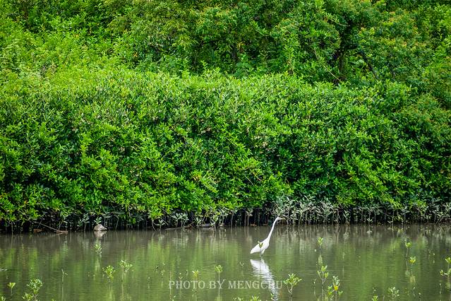 红树林自然保留区