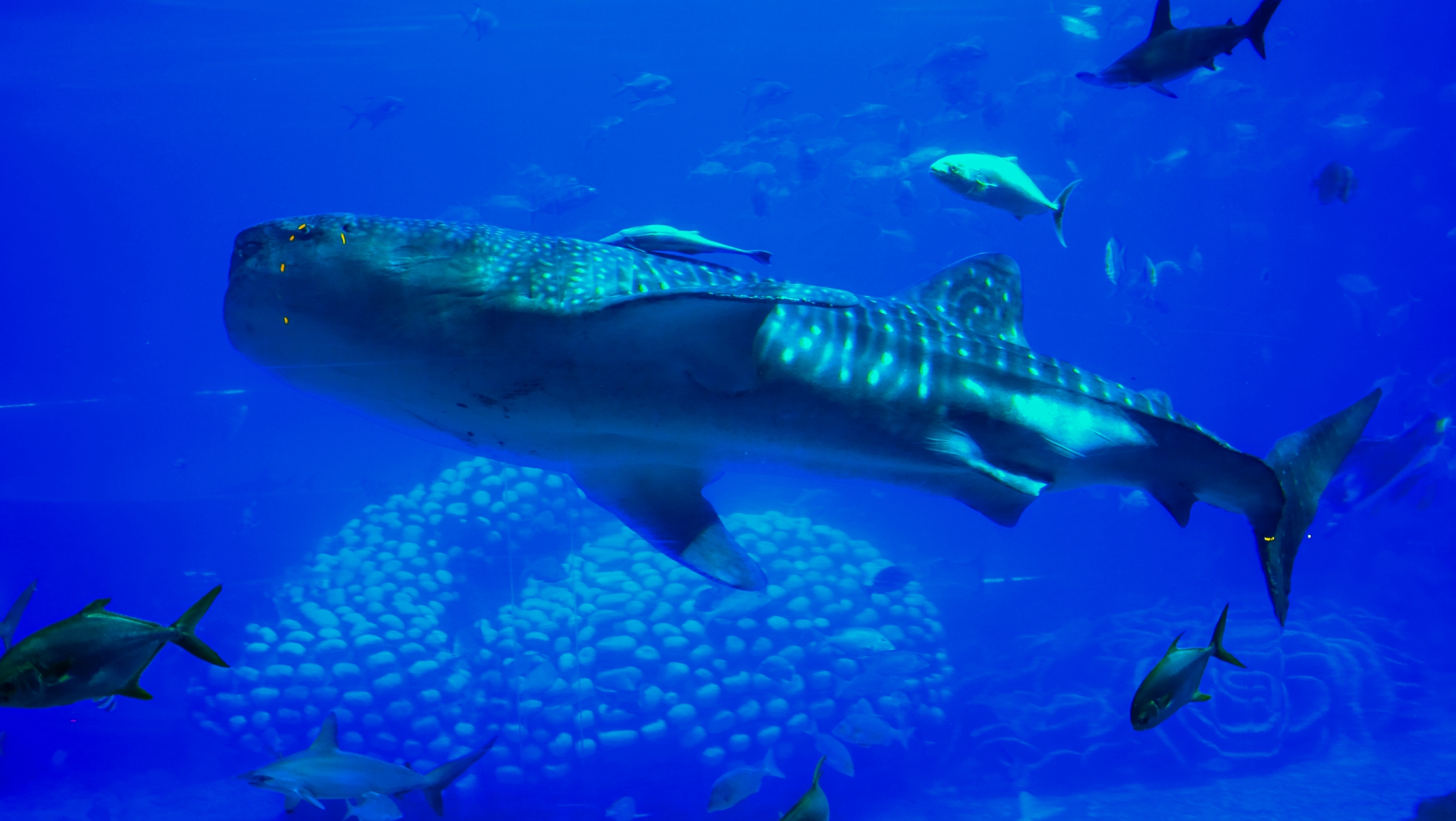 豆田， 科隆群岛的鲸鲨，来自摄影师Thomas Peschak。