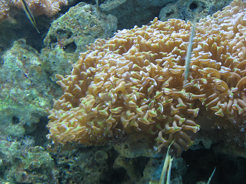 珊瑚馆旅游景点图片