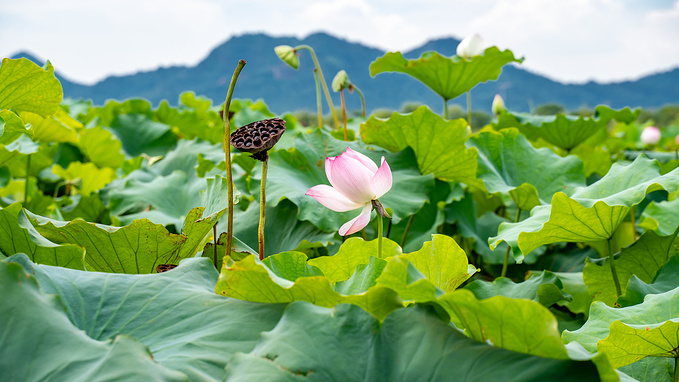 湘湖图片