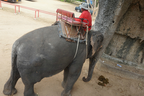 芭提雅大象园旅游景点攻略图