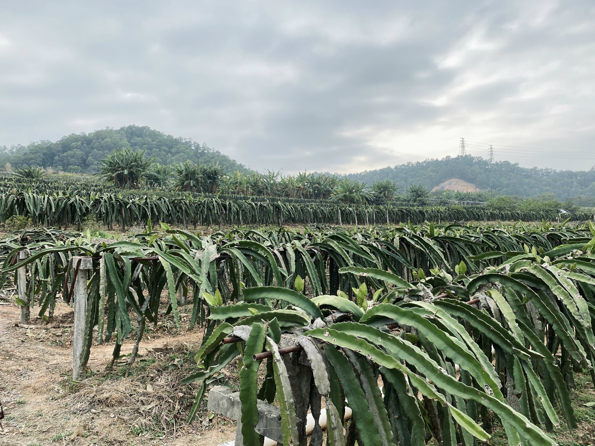 深圳值得去玩的地方推荐坪山九龙农家乐