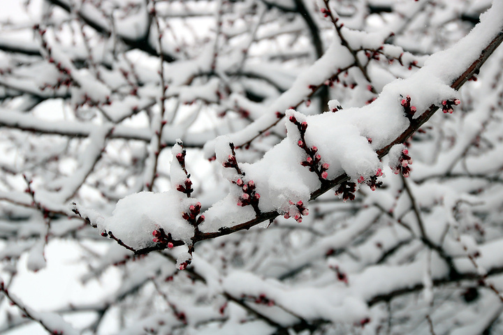 " 不过雪压杏花枝也是没见过，算是另外的一种运气了。 只能在附近村庄遛跶。那么就在吐尔根乡下车，_吐尔根"的评论图片