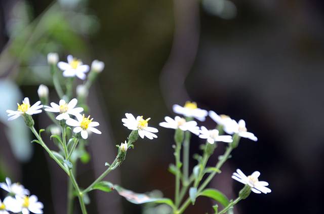 三叠井森林公园