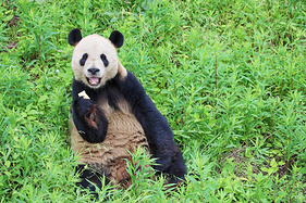 五一游浙江，游湖观鸟熊猫作陪，小众路线分享给你